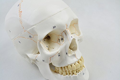 Human 1: 1 medical model of human skull Numbered Human Skull Anatomical Model skeleton model