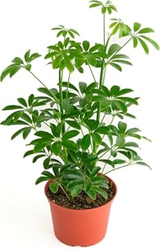 Large Indoor Trees Low Light - 5 Surprising Picks You Didn't Expect 2 large indoor trees low light