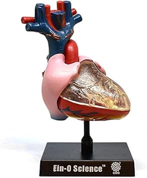 Amazon 人体模型パズル 心臓 人体の不思議パズルシリーズ 立体パズル おもちゃ Amazon 人体模型パズル 心臓 人体の不思議パズルシリーズ 立体パズル おもちゃ