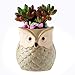 YLINGSU Gifts for Women,2.5 Inch Owl Succulent Plants Pots,Office Decor,Plant Pots Pack of 6 (12)