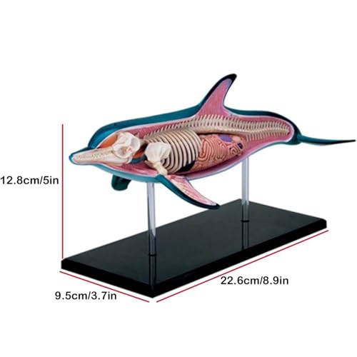 Modèle anatomique Dolphin 4D pour aider les enfants à aimer la science