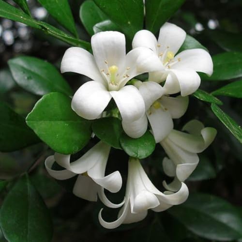Image of Live Madhu Kamini Plant with Pot | Murraya Paniculata Orange Jasmine Fragrant Flowering Shrub | All Season Evergreen Outdoor Plant for Home Garden Balcony Terrace Decor | Pack of 1