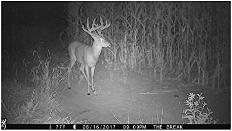 ٽريل ڪئميرا پاران قبضو ڪيل هڪ ڪاري ۽ اڇي رات جي تصوير، جنهن ۾ هڪ ميدان ۾ سڱن سان هڪ وڏو هرڻ ڏيکاريو ويو آهي.