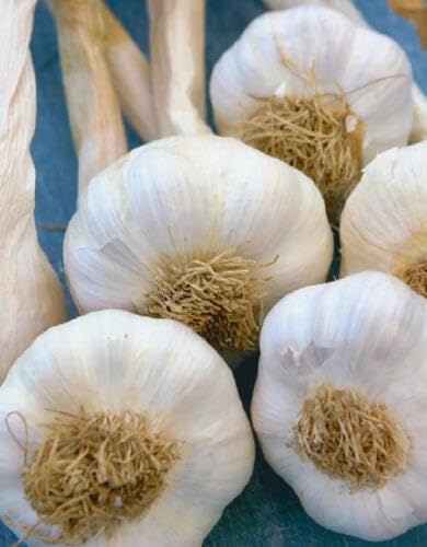 Buy4seeds Wight Cristo 20Pcs Seed Wight Garlic Strong Flavoured British Garlic Cloves Simple to Grow