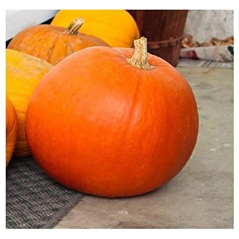 Premier Seeds Direct Big Max Pumpkin Seeds Cover