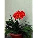 200 Semi Di Clivia Miniata – Fiori Perenni Resistanti, Per Giardino O Vaso - Foto 10