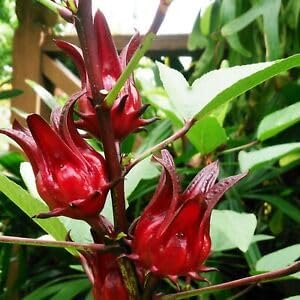 Miniatura 5 de 6 bolsas Ht Giocng Cây Buckp Gim, HOA Atiso  50 semillas por bolsa en total 200 semillas de arándano Florida para plantar (rosela roja)  Hibiscus