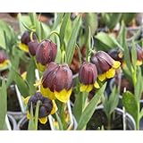 Blumen Eber 5 Blumenzwiebel - Türkische Schachbrettblume - Fritillaria michailovskyi - 5 Zwiebel - Größe 5+, BZFRITMIC5_5+