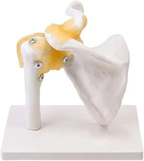 Educational Model Human Shoulder Joint Model,1:1 Life Size Anatomical Teaching Skeletal Skeleton Shoulder Joint Model with Ligament Shoulder Blade Clavicle Humerus Model