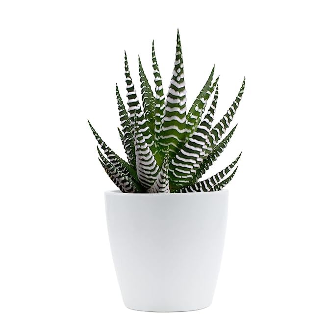 EverSneh Real Live Zebra Plants Haworthias Succulent - Low Maintenance Indoor air Purifier Live Plant for Home Decor and Gifting Purpose Black Nursery Pot (B0C99MRPX9) Amazon Price History, Amazon Price Tracker
