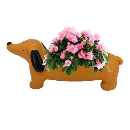 Vaso per piante grasse per cani di tasso – Vaso per fiori per bonsai da interni, in resina, per giardino, casa, ufficio, caffè, cactus e piccola mostra verde