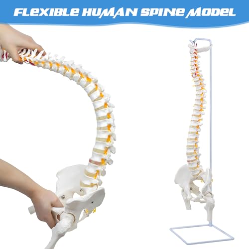 Image of Flexible Spine Model, 34.6 inch Life Size Spinal Cord Model Flexible Anatomical Spine with Vertebrae, Nerves, Arteries, Lumbar Column and Male Pelvis for Science Study or Patient Education