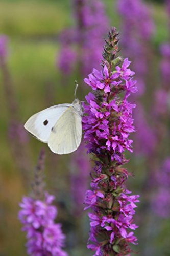 Wasserpflanzen Wolff Blutweiderich 2er-Set