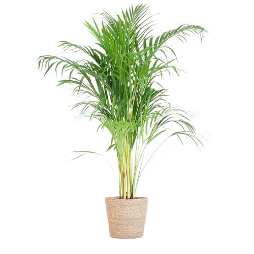 Palma Areca (Dypsis) con Sofia mand naturel - 90-100cm - Ø21cm - Pianta d'appartamento - Sempreverde