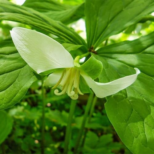 Plant World SeedsTrillium Flexipes Seeds (Perennial Flower Seeds)