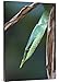 Global Gallery Budget GCS-396063-2436-142 Tim Fitzharris Rhinoceros Snake in Tree Costa Rica Gallery Wrap Giclee on Canvas Wall Art Print