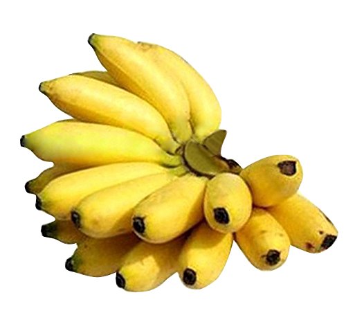 Futaba Dwarf Banana Seeds - 50 Pcs (B08NF8HYSM) Amazon Price History, Amazon Price Tracker