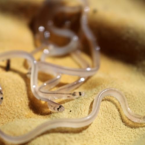 Wild NYC: Springtime Water Migrations