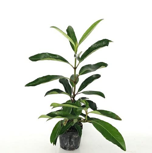 Amazon.co.jp: サンゴジュ 樹高0.3m前後 10.5cmポット 【 単 品