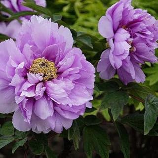 2 Peony Bulbs Outdoor Plants Live Courtyard/Garden/Potted Plant/Terrace Rare Purple Peony Bulbs, Rare Ornamental Plants, Floral Fragrance
