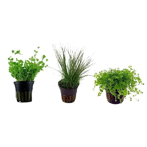CANTON AQUATICS Foreground Aquarium Plant Bundle - Live Monte Carlo, Pearl Weed & Dwarf Hairgrass in 3 Pots - Easy Carpeting Plants for Aquascaping, CO₂-Free, Beginner-Friendly Live Aquarium Plants