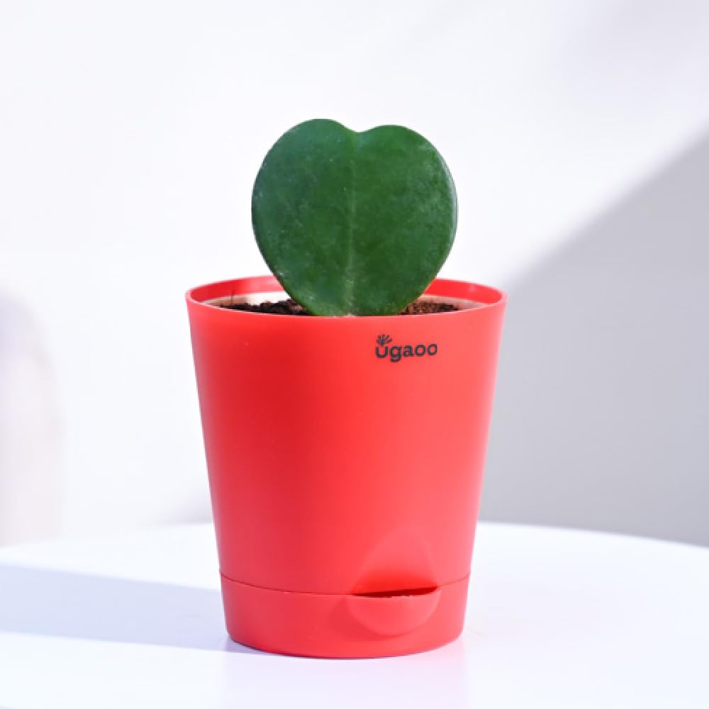 UGAOO Heart Hoya Succulent Live Plant with Pot-image-9