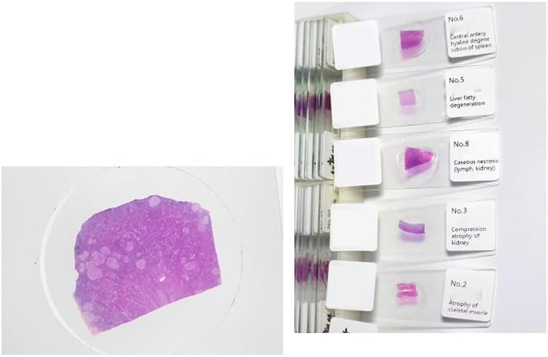 顕微鏡観察 100 ピース/セット顕微鏡ガラススライド科学生物標本カバースリップ w/木製収納ボックスポータブル Amazon.co.jp: fieldlabo 顕微鏡用 スライドガラス 50 枚 プレパラート 100 枚 セット 理科 実験 研究 観察 : 家電＆カメラ
