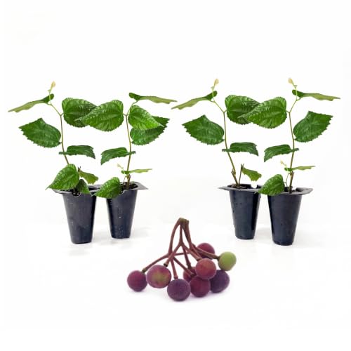 Sherbet Berry Plants (4 Pack) - Shrubs with Edible Berries