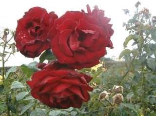 Apuldram Roses"Crimson Cascade" - Climbing Rose (Potted)