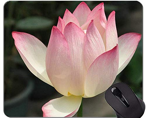 ���[�^�X�{�[�h�J�[�h����~�߃��o�[�Q�[���}�E�X�p�b�h - ���[�^�X���o�[�}�E�X�p�b�h