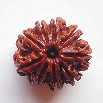Gemstone Industry Nau Mukh Rudraksha 9 Mukhi Nepali Natural Rudraksha with Durga Maa Blessing Bead Original Certified