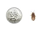 1000 Small 1/2 Inch Dubia Roaches Live, Ideal for Amphibians & Invertebrates, Nutritious & Easy to Keep Live Cockroaches, Perfect for Reptiles, Birds, Rodents, Fish, and More