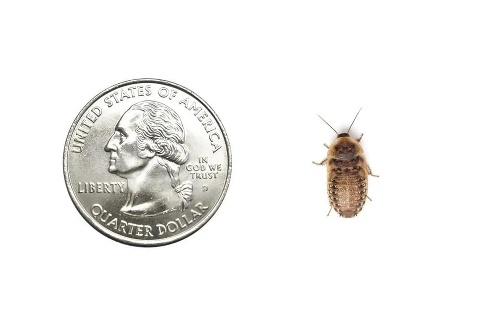 100 Small 1/2 Inch Dubia Roaches Live Ideal for Amphibians & Invertebrates Nutritious & Easy to Keep Live Cockroaches Perfect for Reptiles Birds Rodents Fish and More