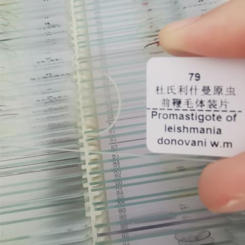 1 Piece Leishmania Donovani Promastigotes W.M Prepared Slides for Parasitology Sales
