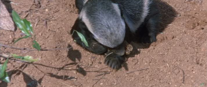 Die lustige Welt der Tiere
