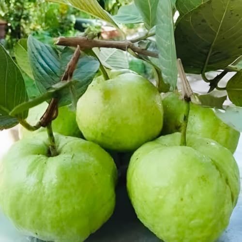 Image of Hybrid All Seasons Guava Fruit Tree Live Plant for Home Kitchen Terrace Garden Amrood Ka Podha Amrud Phal Ka Paudha Outdoor