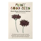 Plant Good Seed Black Magic Bachelor Button Flower Seeds for Planting: Heirloom Cornflower, Dark Purple Blossoms - 80 Seed Packet