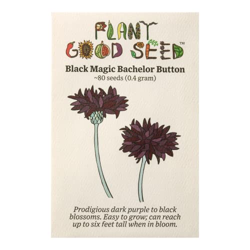 Plant Good Seed Black Magic Bachelor's Button/Cornflower Seeds - Pack of 80 Heirloom Seeds for Planting Flowers - Gardening Supplies, Wildflower, Flowers to Plant Outside - Non-GMO, from USA