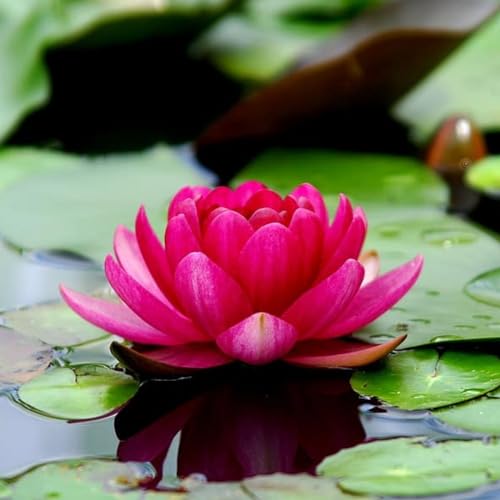 Le varietà in miniatura di ninfee possono essere piantate in eleganti vasetti per abbellire e abbellire l'ambiente di vita.