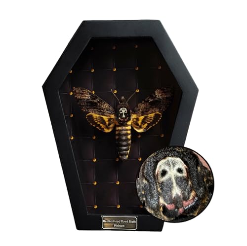 Real Death Head Moth White Skull Acherontia Gothic Witchy Spooky