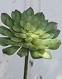 Künstliche Sukkulente aus der artplants Kollektion FULVIAN