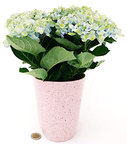 POWERS TO FLOWERS - ORTENSIA MAGICAL REVOLUTION BLU, VASO 11CM, IN VASO CERAMICA ROSA ANTICO, pianta vera