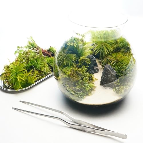 【スターターキット】 L：16ｃｍ LEDライト付 苔テラリウム 作成キット 苔セッ ト 苔 白砂 カラーサンド ハンドメイド 自作キット 手作り ギフトの商品画像（Amazon）