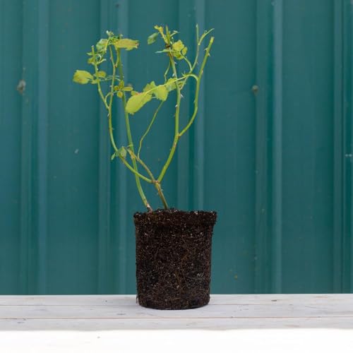 Heirloom Roses Floribunda Rose Plant - Celestial Night™ Purple Rose Bush, Live Rose Plant for Planting Outdoors