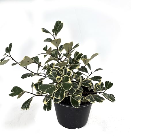 Rare Variegated Triangle Weeping Fig - Ficus triangularis variegata - 6" Pot Rare Variegated Triangle Weeping Fig - Ficus triangularis variegata - 6" Pot