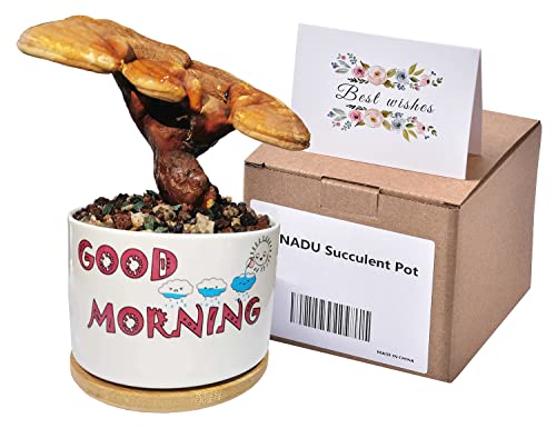 ropto Sukkulenten-Topf mit Wunschkarte - Bestes Geburtstagsgeschenk für Freund Opa - Good Morning - Blumentöpfe Mini-Bonsai-Töpfe für Eltern, Studenten, Geschenk zum Ende des Jahres Cover