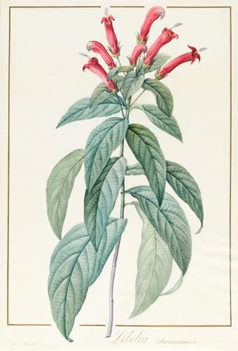 Cuadro en lienzo de Lobelia Surinamensis por Pierre Redouté, decoración elegante de 60x90cm