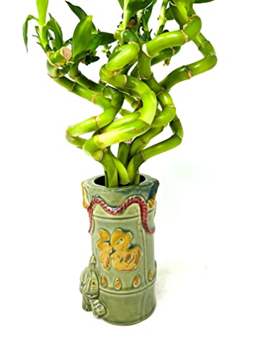 Jm Bamboo Lucky Bamboo Spiral Bundle With Collectable Vase -Live Plants -Unique Plant Arrangements thumb #1