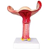 Das Modell ist auf ein großes Verhältnis von 1: 1 des menschlichen Körpers ausgelegt, das die anatomische Struktur der weiblichen Genitalien genau wiedergeben kann.