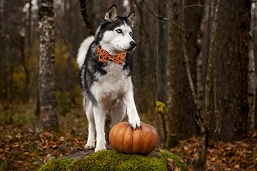 Lionet Paws Dog Collar with Bowtie, Halloween Bowtie for Dogs and Cats Adjustable Comfortable Dog Collar Girl Boy, S, Neck 25-40cm - Image 4